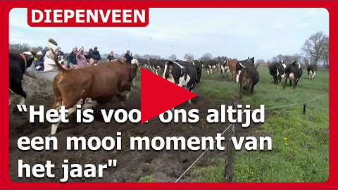 Koeien van stal bij Erve 't Overweg in Diepenveen: "Het is voor ons een mooi moment van het jaar"
